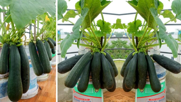 This simple trick boosts your zucchini yield and transforms your garden…