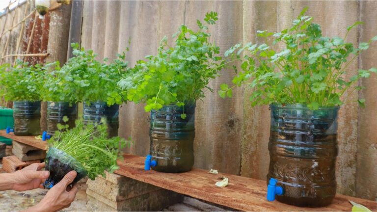 This simple method transforms kitchen scraps into lush coriander…