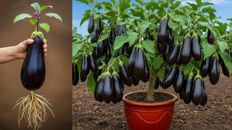 This simple trick transforms kitchen scraps into thriving eggplant trees…