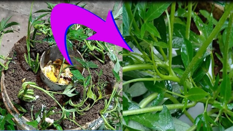 This simple gesture turns kitchen scraps into lush sweet potato harvests…