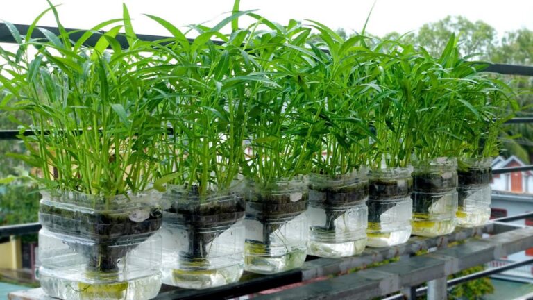 This simple method grows luscious water spinach without any garden or watering…
