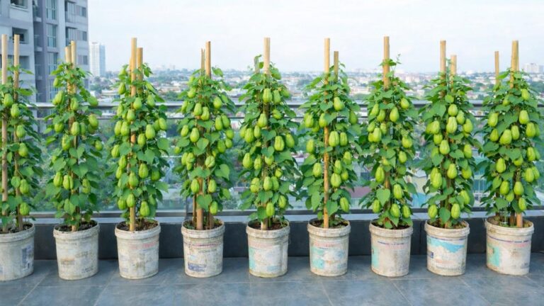 This simple trick transforms your balcony into a chayote paradise…