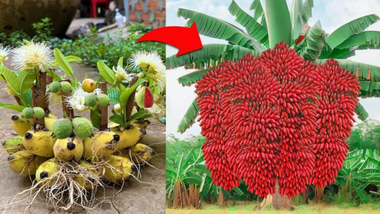 This simple technique using banana peels could transform your guava garden…