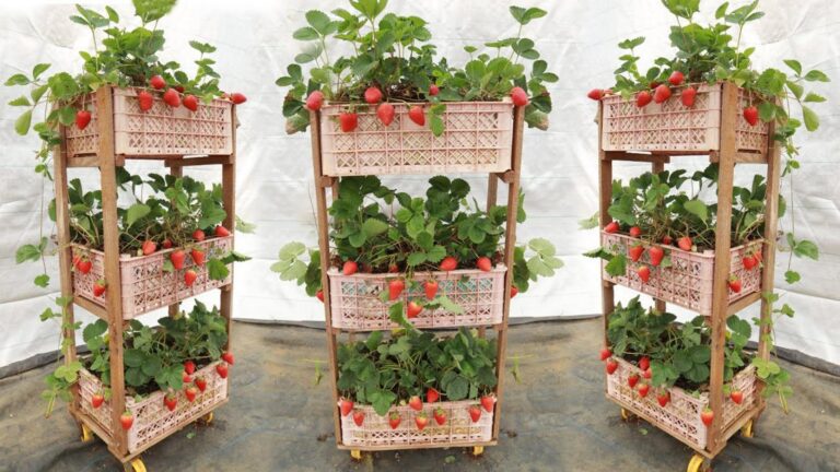 This simple idea transforms a plastic basket into a vertical strawberry haven…