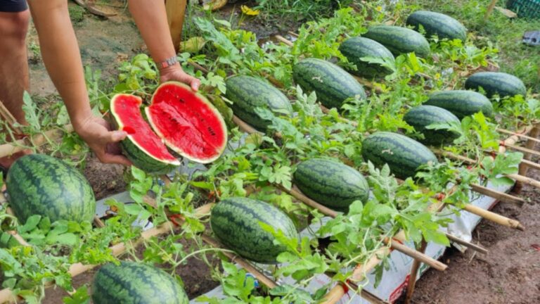 This simple method transforms soil bags into the sweetest watermelons you’ll ever taste…