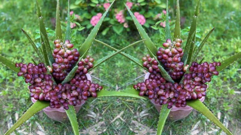This forgotten trick turns aloe vera into grape-producing powerhouses…