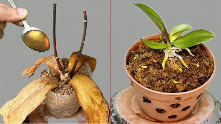 Revive Your Orchids: 1 Simple Spoon Trick for Year-Round Blooms!