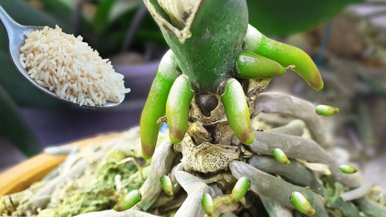 Revive 5 Rotten Orchids with This Simple Miracle Method