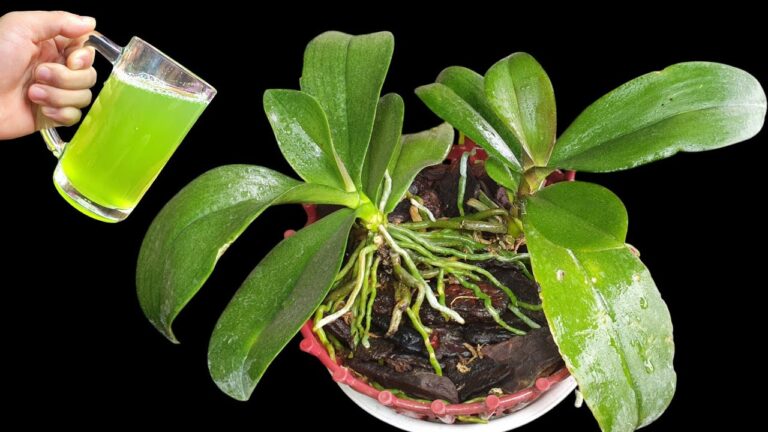 5 Essential Tips for Orchid Care: Boost Growth After Flowers Fall