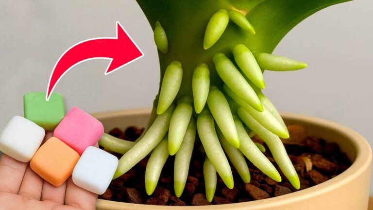 Transform Your Garden: 1 Pill per Month for Year-Round Blooms!