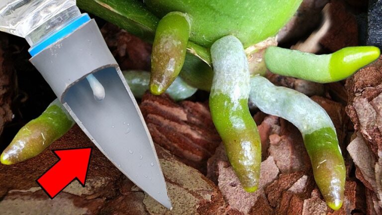 7 Essential Tips to Make Orchids Bloom Year-Round with Thriving New Roots