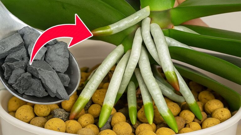 500x Stronger Than Garlic: How to Make Orchids Bloom Year-Round!