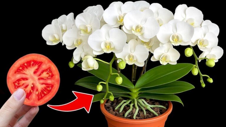 1 Tomato Slice for Year-Round Orchid Blooms You’ll Love!