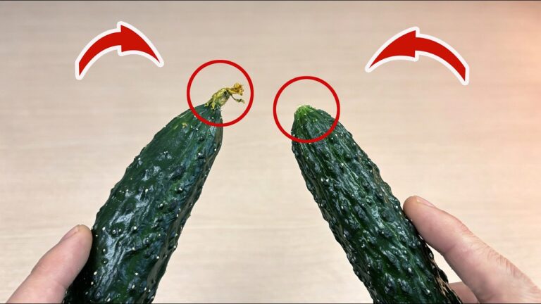 5 Simple Tips to Pick Cucumbers the Right Way and Boost Your Garden Yield!