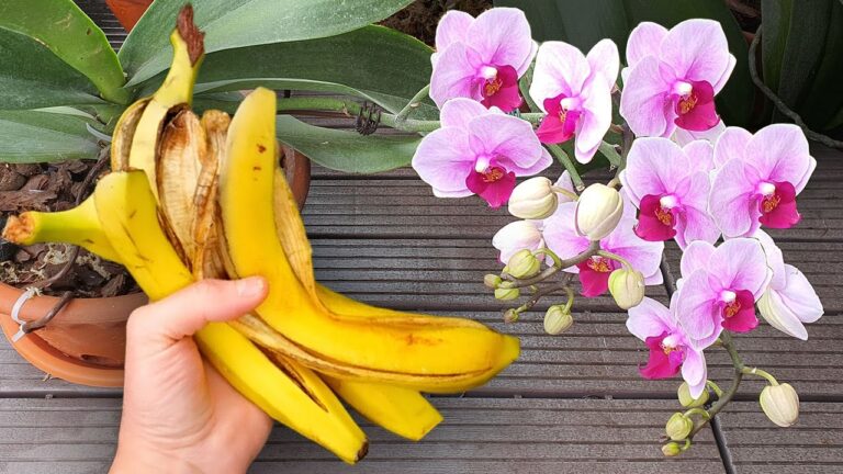 7 Secrets to Make Your Orchid Bloom Nonstop with One Simple Pour!
