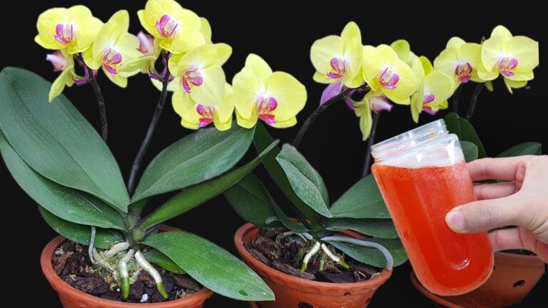 Unlock Year-Round Blooms with Just 1 Cup of Water for Your Plants!