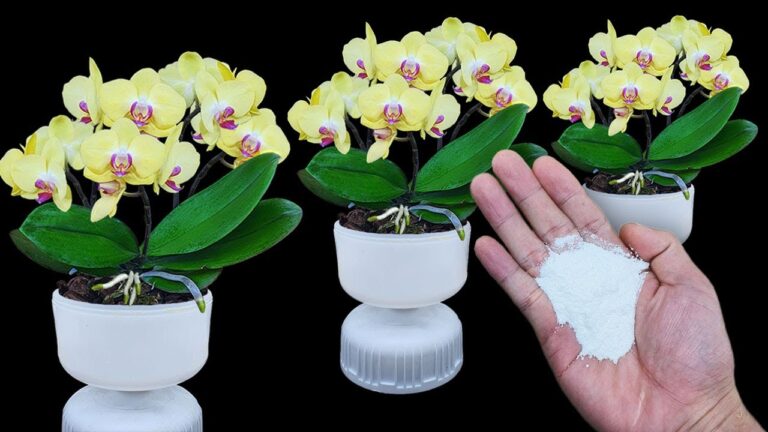 10 Tips to Grow Orchids That Bloom Like Crazy and Develop Abundant Roots