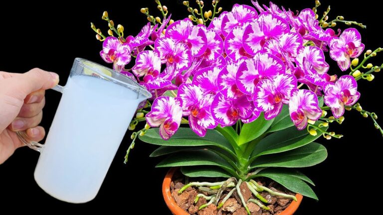Water Once to Make Orchids Bloom All Year: 5 Secrets to Endless Flowers!