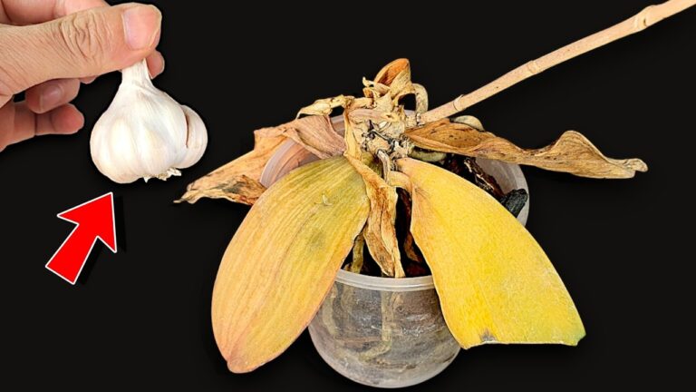 Revive 10 Rotten Orchids with Just 1 Garlic in This Simple Trick!