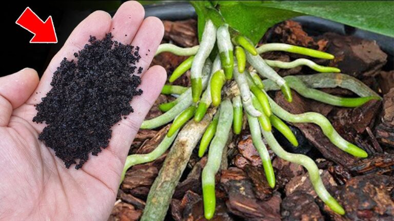 500x Stronger Than Garlic: Grow Orchids That Bloom Year-Round!