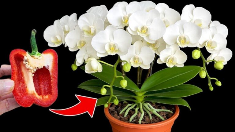 10 Tips to Make Your Orchids Bloom Year-Round with Just 1 Root Piece!