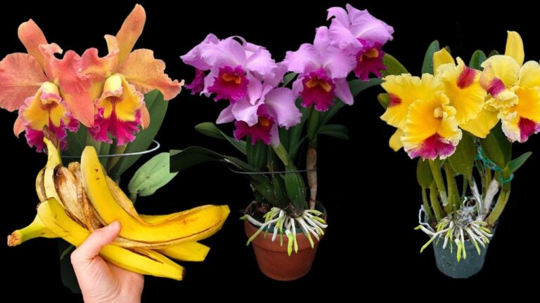 10 Ways a Banana Can Help Your Orchids Bloom All Year Round