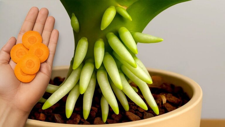 1 Carrot for Year-Round Orchid Blooms: Discover This Simple Gardening Secret!