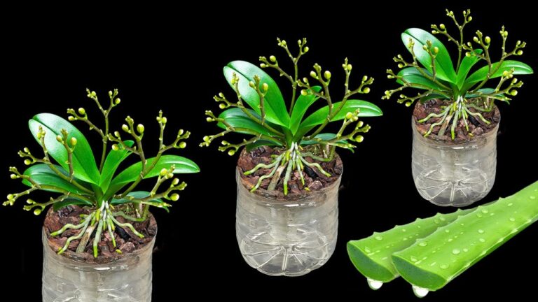 7 Genius Tips to Grow Orchids in Plastic Bottles for Endless Blooms