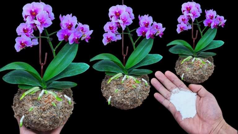 Revive Your Orchids: 5 Tips for Year-Round Blooms!