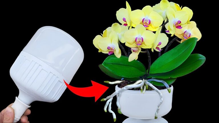 7 Secrets to Grow Orchids That Bloom Like Crazy with Huge Flowers!