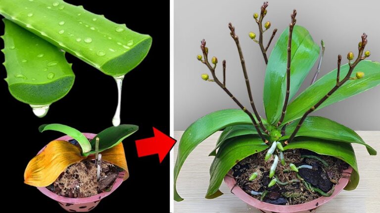 7 Secrets to Revive Dying Orchids and Make Them Bloom Again!