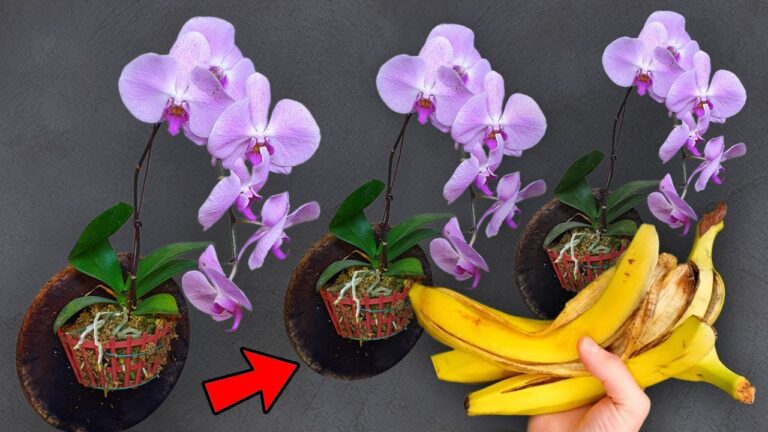 Revive Your Orchids: 3 Simple Tips for Stunning Blooms Again!