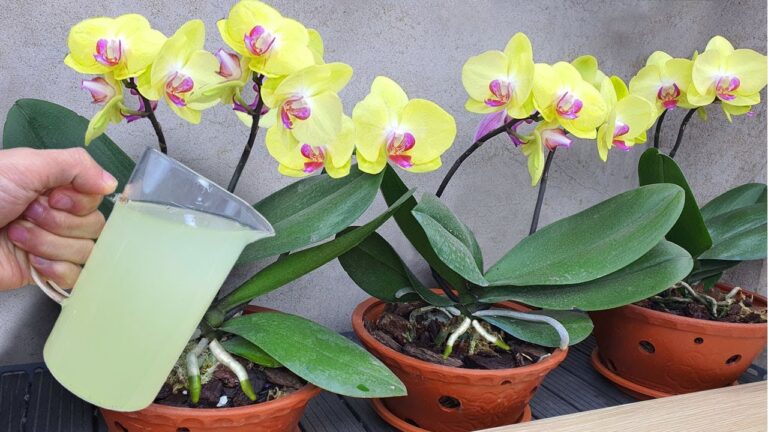 Transform Your Orchid: One Simple Pour for Year-Round Blooms!