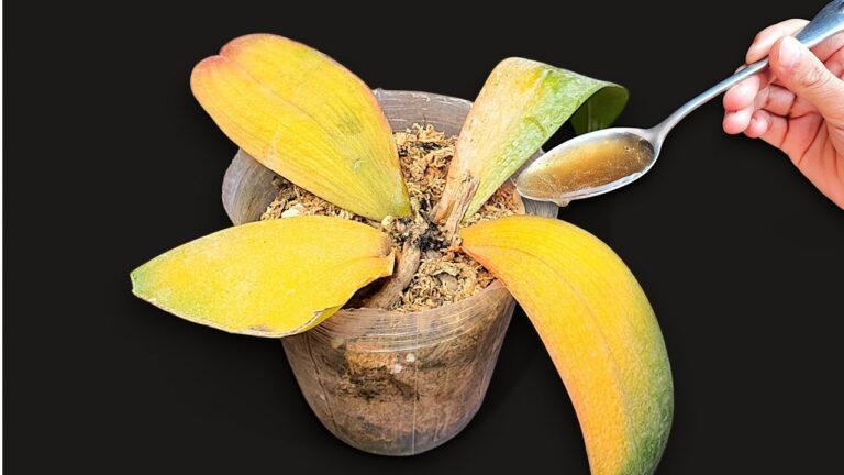 Revive Your Orchids: 1 Spoon Secret for Year-Round Blooms!