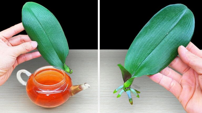 Revive 1 Orchid Leaf Instantly with This Magic Water Trick