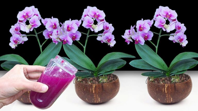 Revive Your Orchids: 5 Simple Tips for Thriving Plants Even After Death!