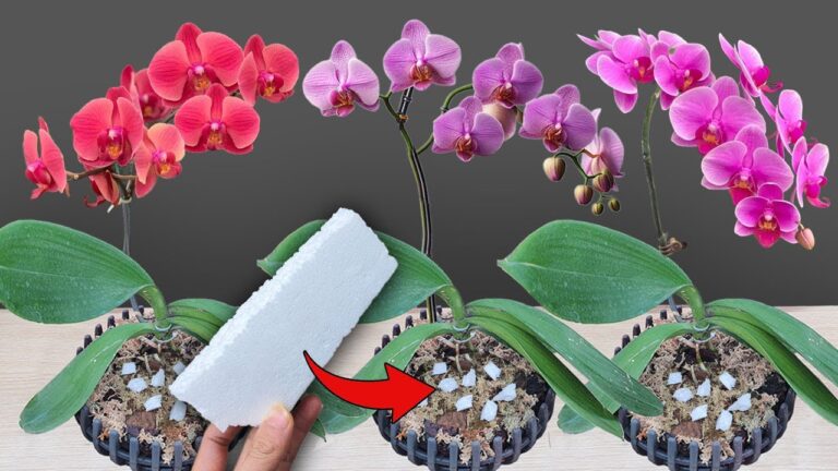 7 Secrets to Grow Orchids Fast and Keep Them Blooming Year-Round!
