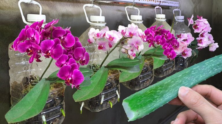 Grow Orchids Year-Round: 5 Proven Tips for Thriving Roots and Blooms!