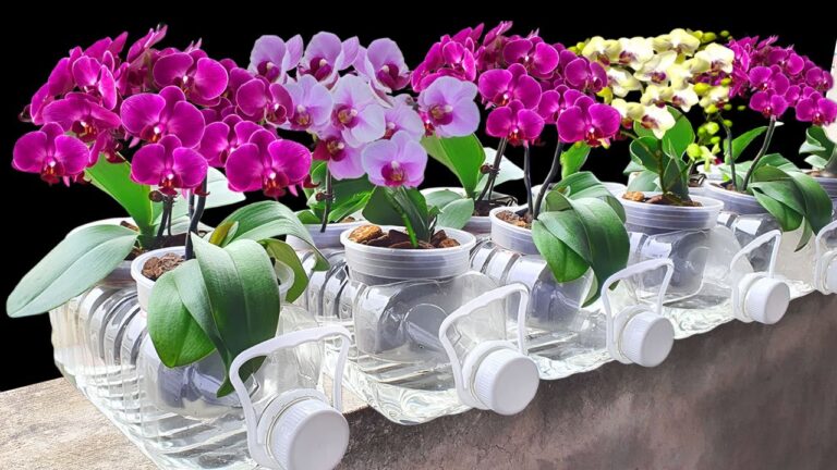 7 Tips to Make Your Orchids Bloom Beautifully Without Root Rot
