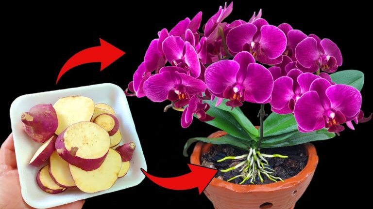 Unlock 1 Potato Trick to Bloom Orchids with Many Flowers Easily and Cheaply!