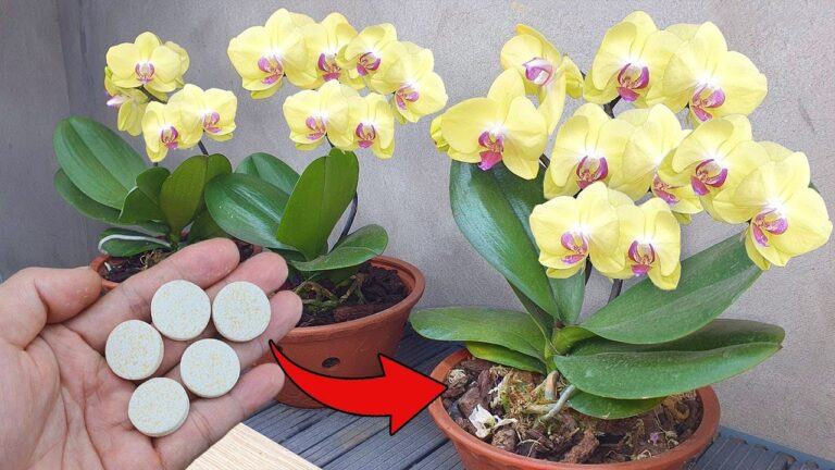 Revive Your Orchids in 1 Cup: Simple Tips for Healthy Blooms!