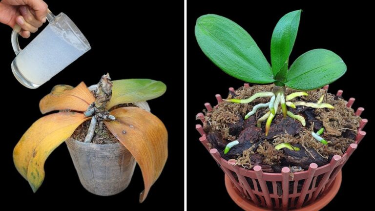 Revive 1 Rotten Orchid in Minutes with This Simple Cup Trick