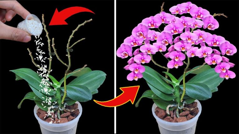Revive Your Orchids: 1 Simple Cup for Year-Round Blooms!