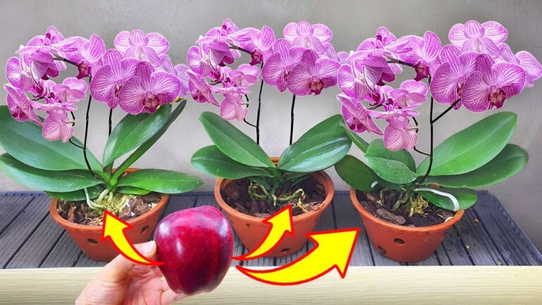 5 Simple Steps to Make Your Faded Orchids Bloom All Year Round