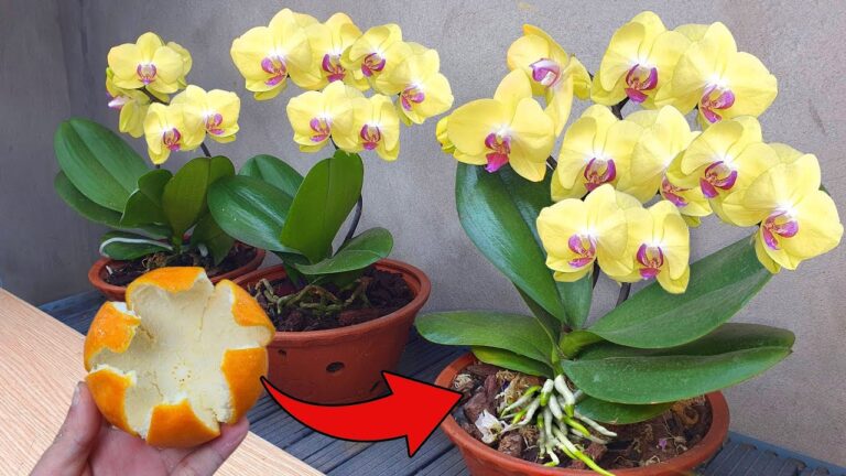 5 Secrets to Keep Your Orchids Blooming All Year Round!