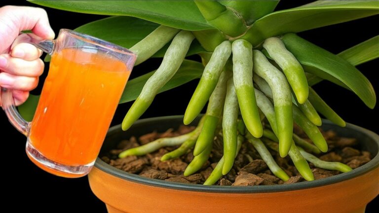 Grow Orchids Year-Round with Just 1 Cup of This Secret – Discover the Magic Today!