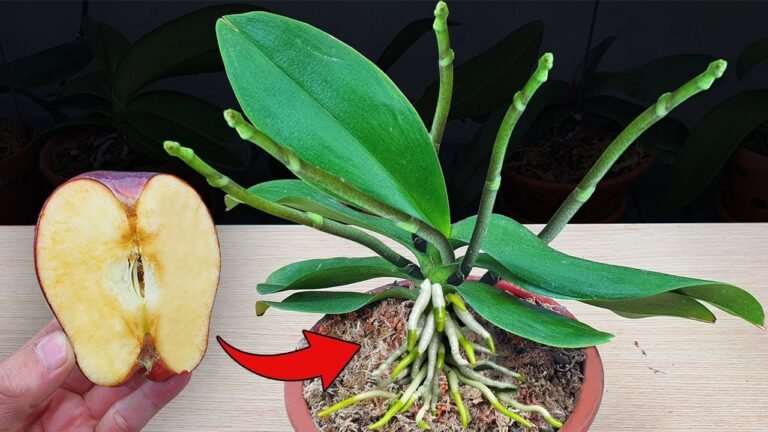 Discover 7 Miracle Fruits 100 Times Stronger Than Garlic for Instant Orchid Blooms!