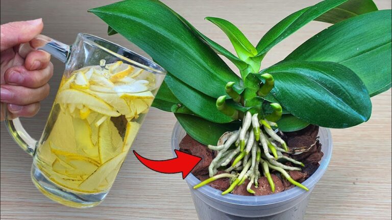 1 Simple Trick to Keep Your Orchids Blooming All Year Long!
