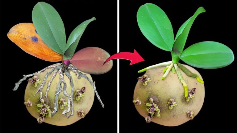 5 Amazing Ways Potatoes Help Rootless Orchids Thrive Instantly!