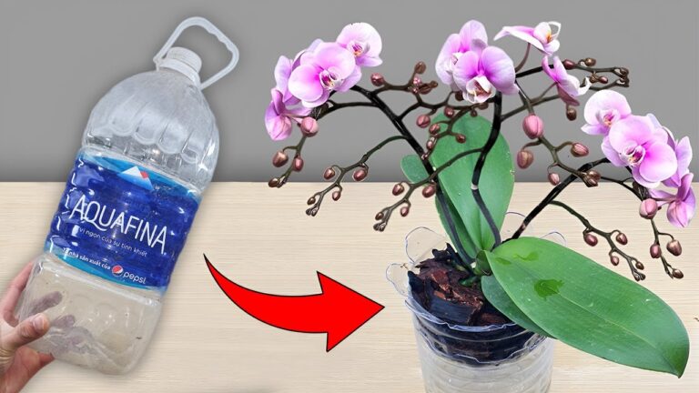 10 Tips for Growing Orchids That Bloom Year-Round and Take Root Fast